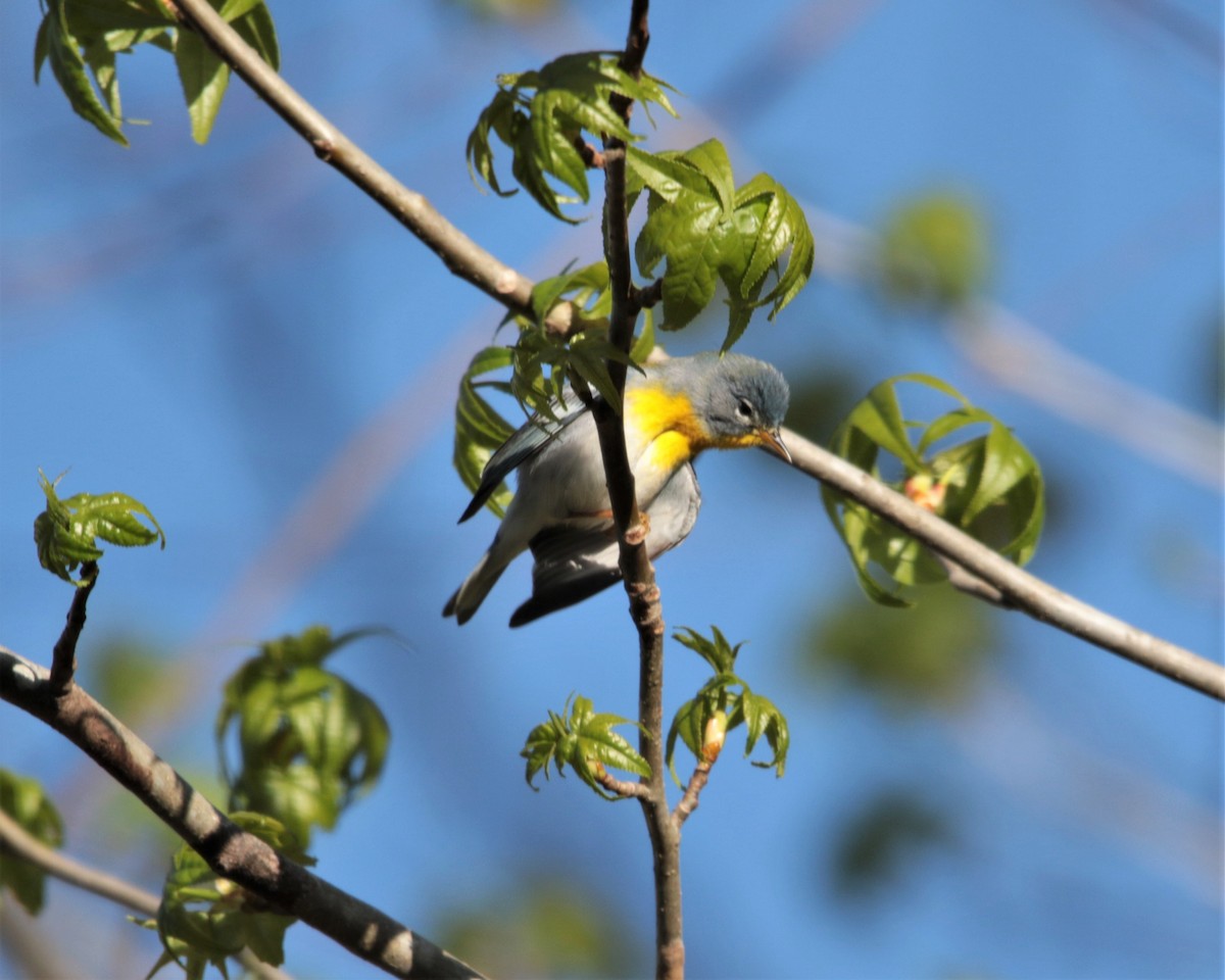 Northern Parula - Rick Kittinger