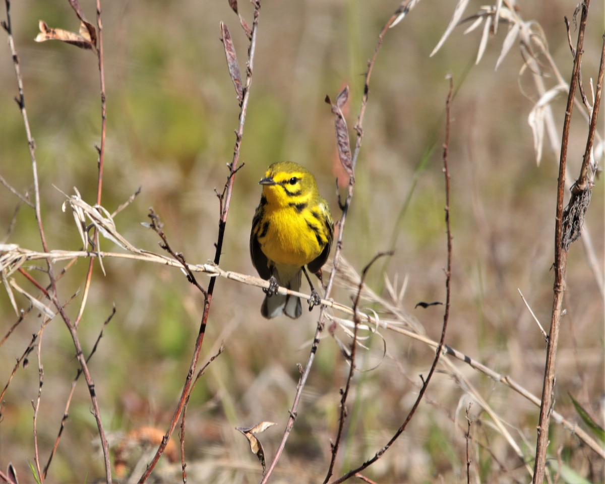 Prairie Warbler - ML434722311