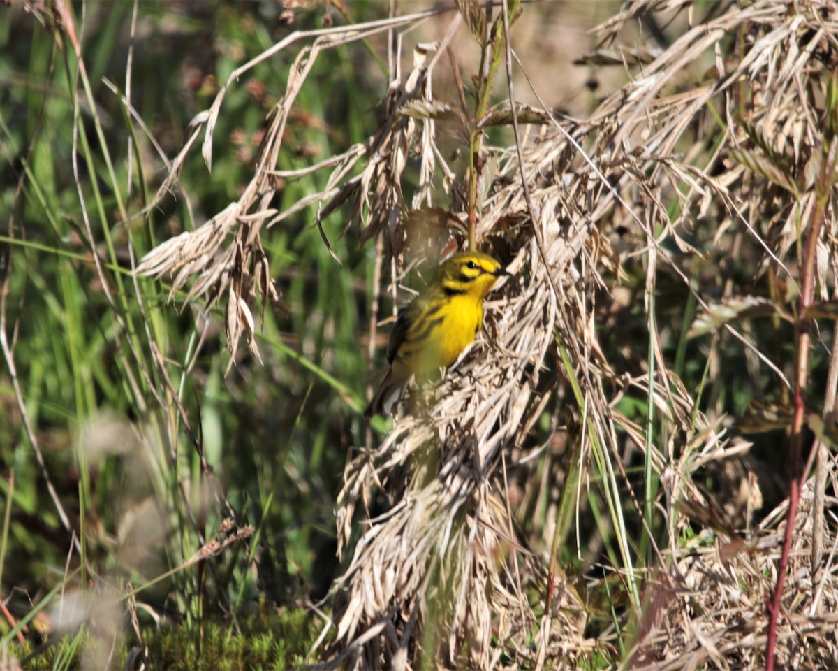 Rotmantel-Waldsänger - ML434722441