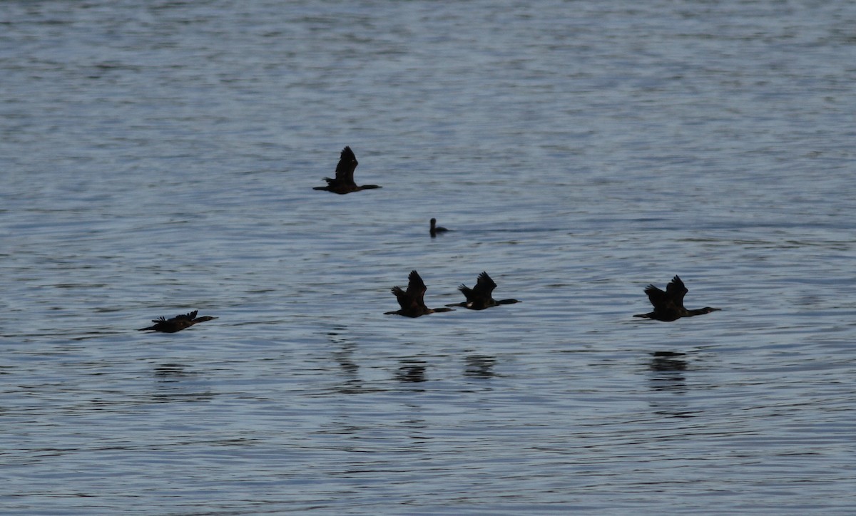 Brandt's Cormorant - ML434723251