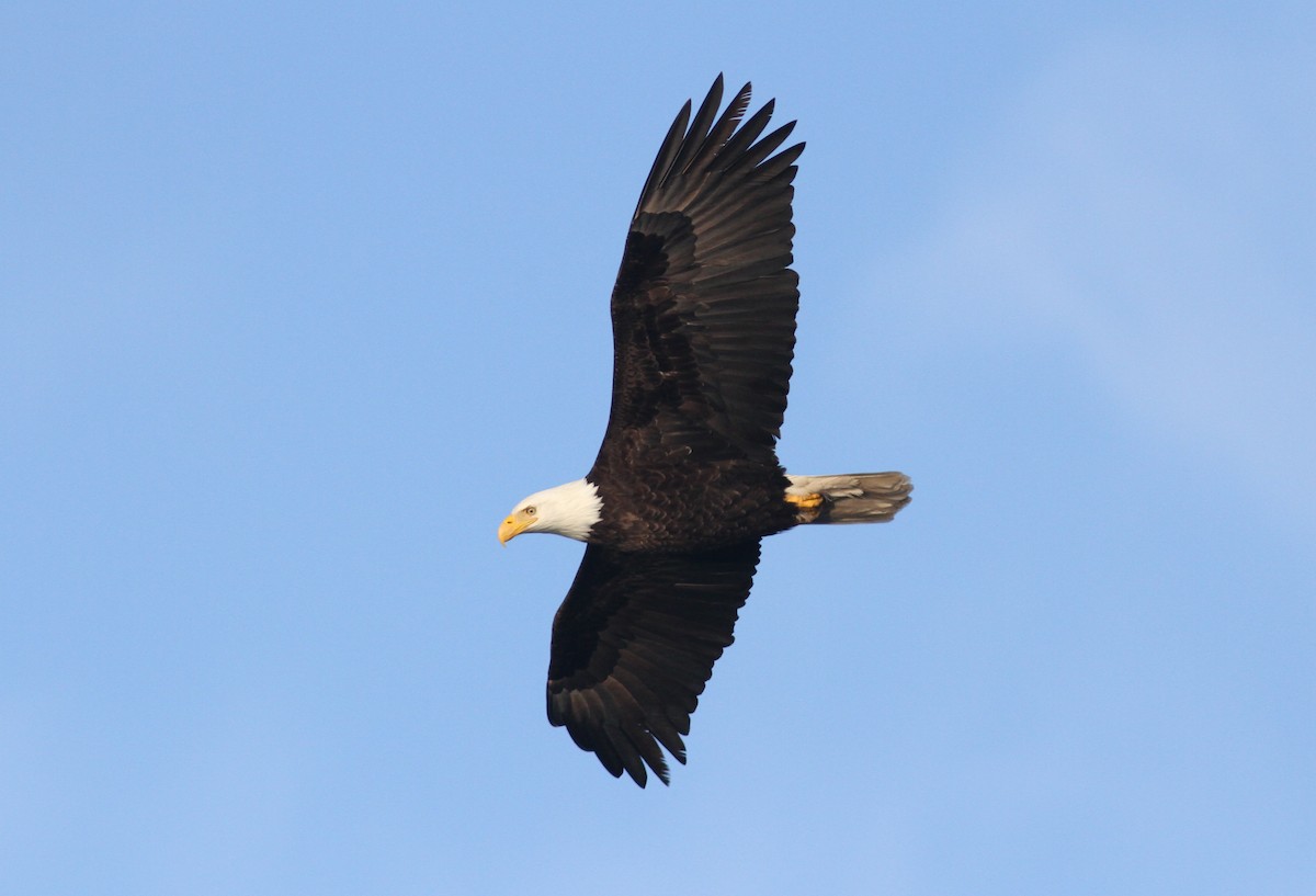 Bald Eagle - ML434723421