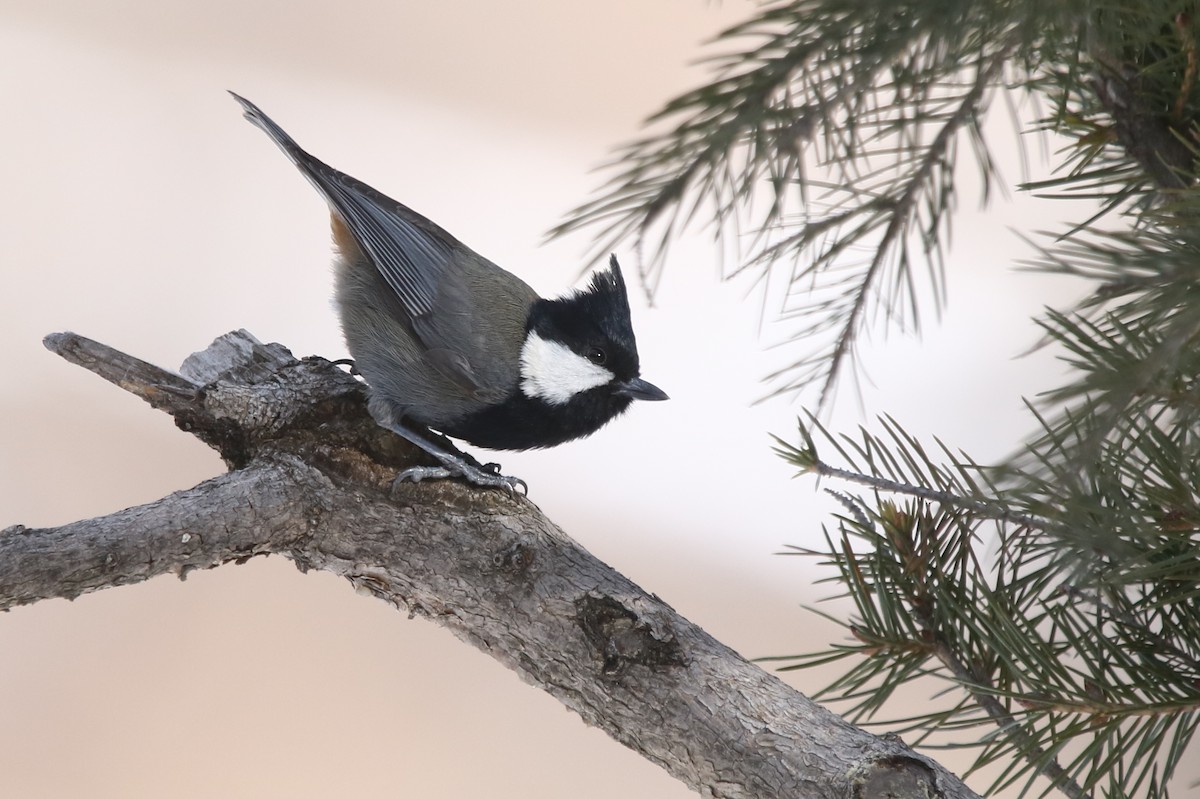 Rufous-naped Tit - ML434723501