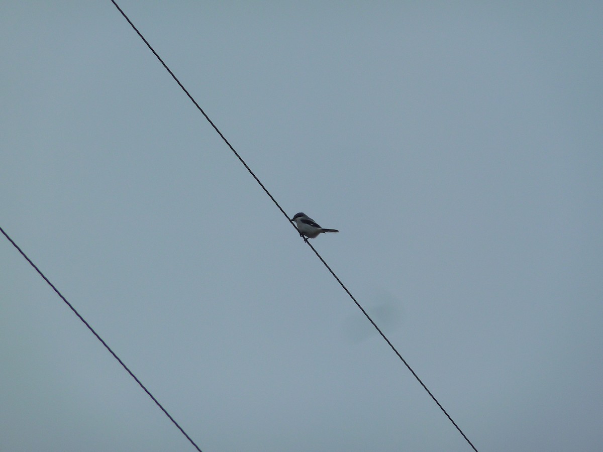 Loggerhead Shrike - ML43472451