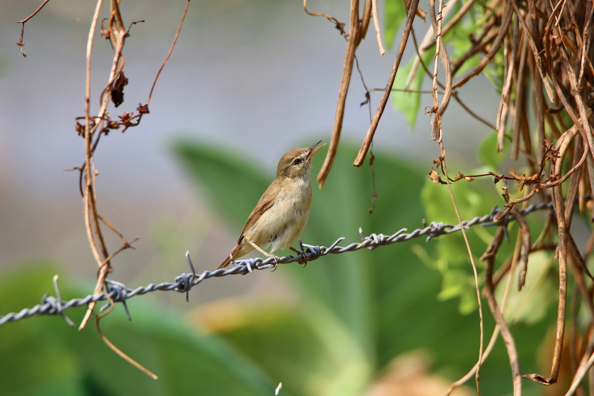 Paddyfield Warbler - ML434725731