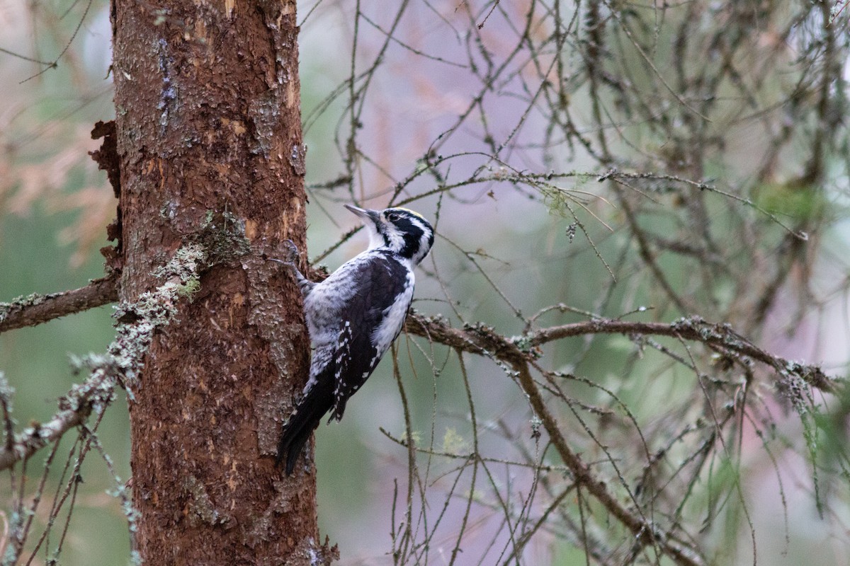Eurasian Three-toed Woodpecker - Tiiu Tali