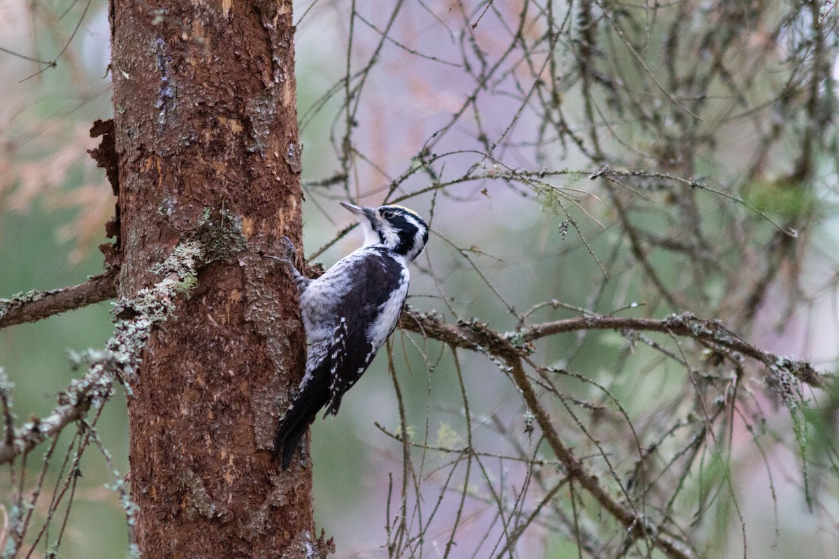 Eurasian Three-toed Woodpecker - ML434727961