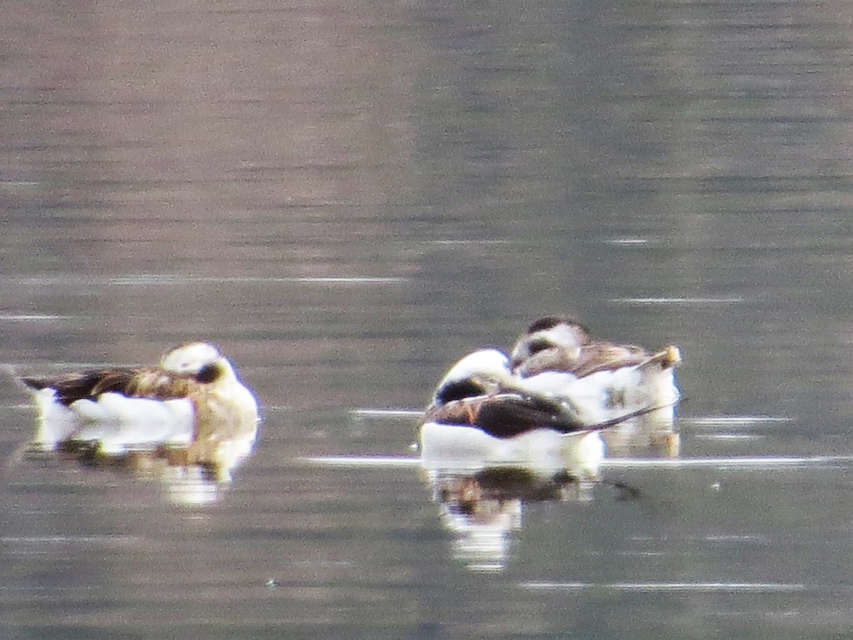 Long-tailed Duck - ML434728821