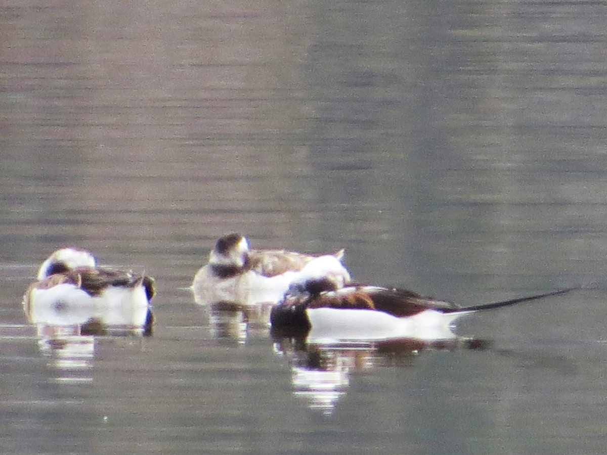 Long-tailed Duck - ML434729411