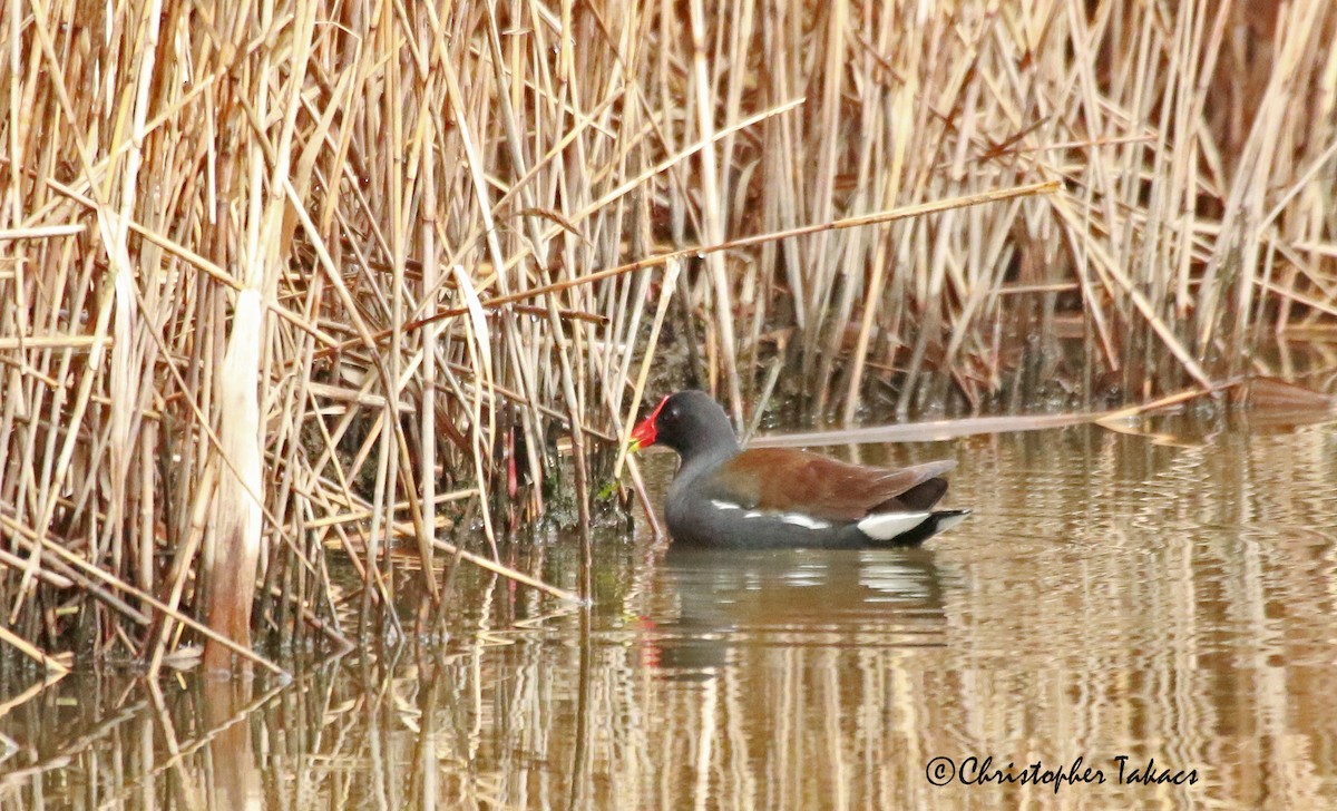 Common Gallinule - ML434729791