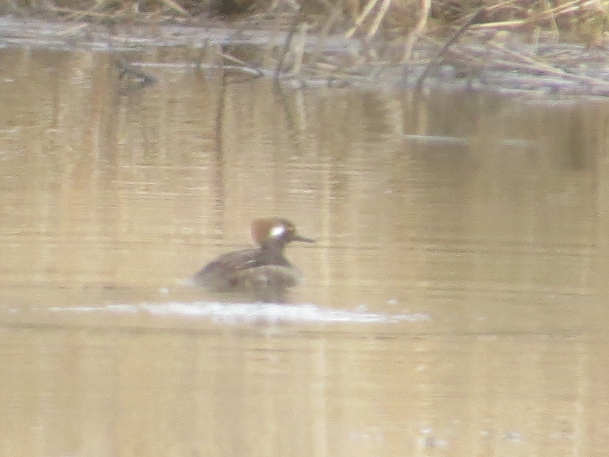 Hooded Merganser - ML434729801