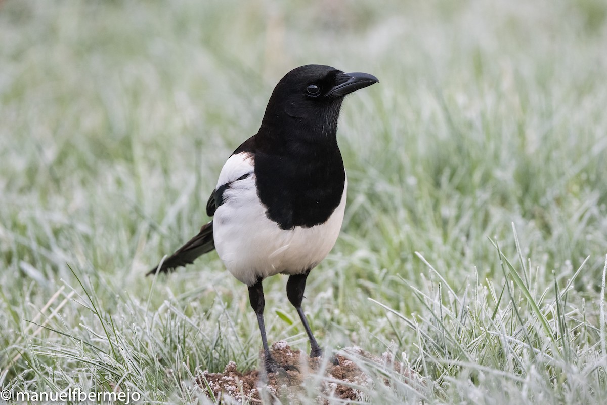 Eurasian Magpie - ML434730621