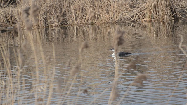 Common Loon - ML434731171