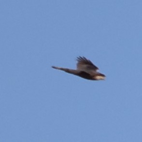 Sharp-shinned Hawk - ML434732171