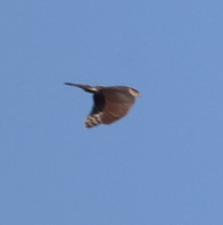 Sharp-shinned Hawk - ML434732191