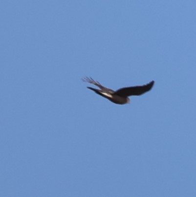 Sharp-shinned Hawk - ML434732201