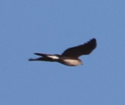 Sharp-shinned Hawk - ML434732211