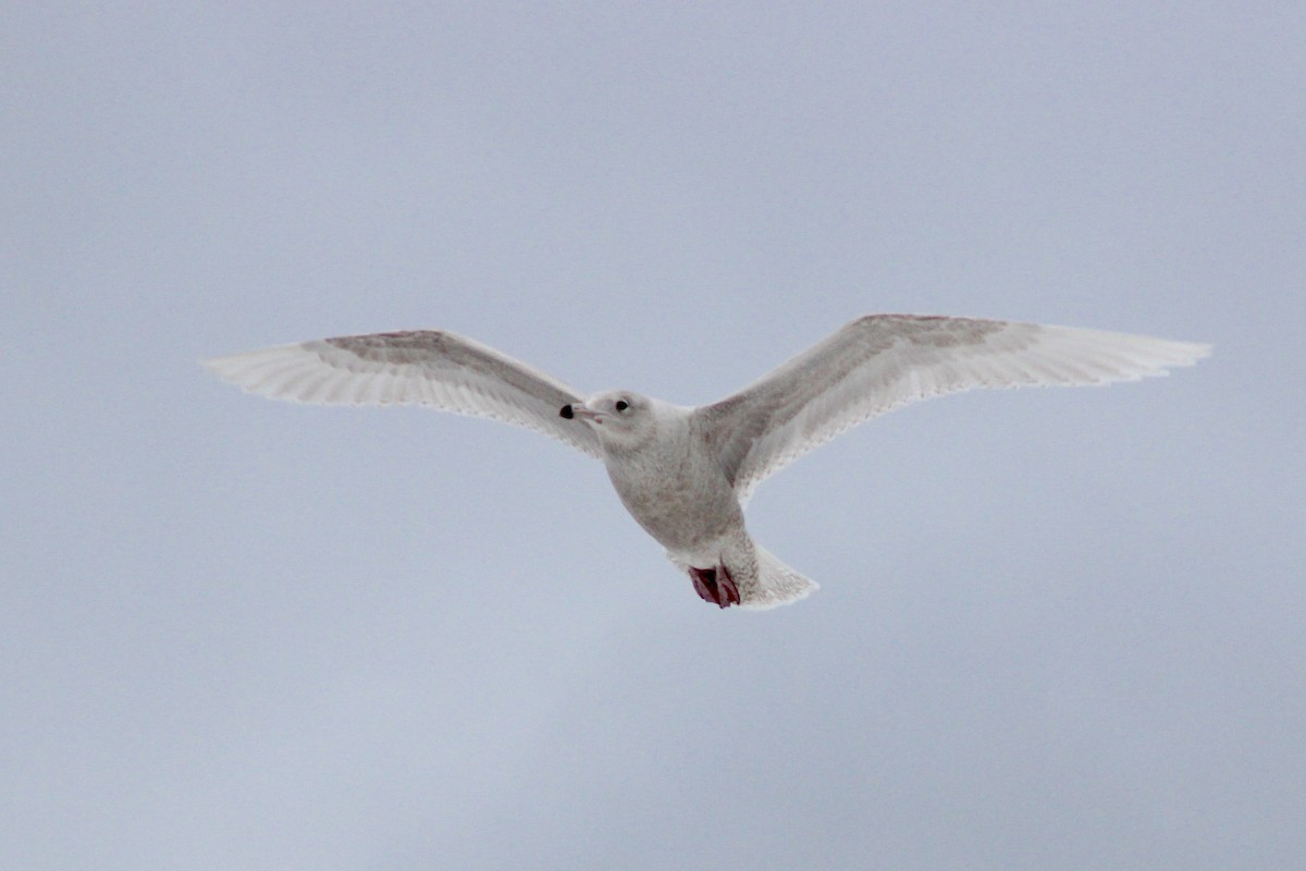 Glaucous Gull - ML43473301