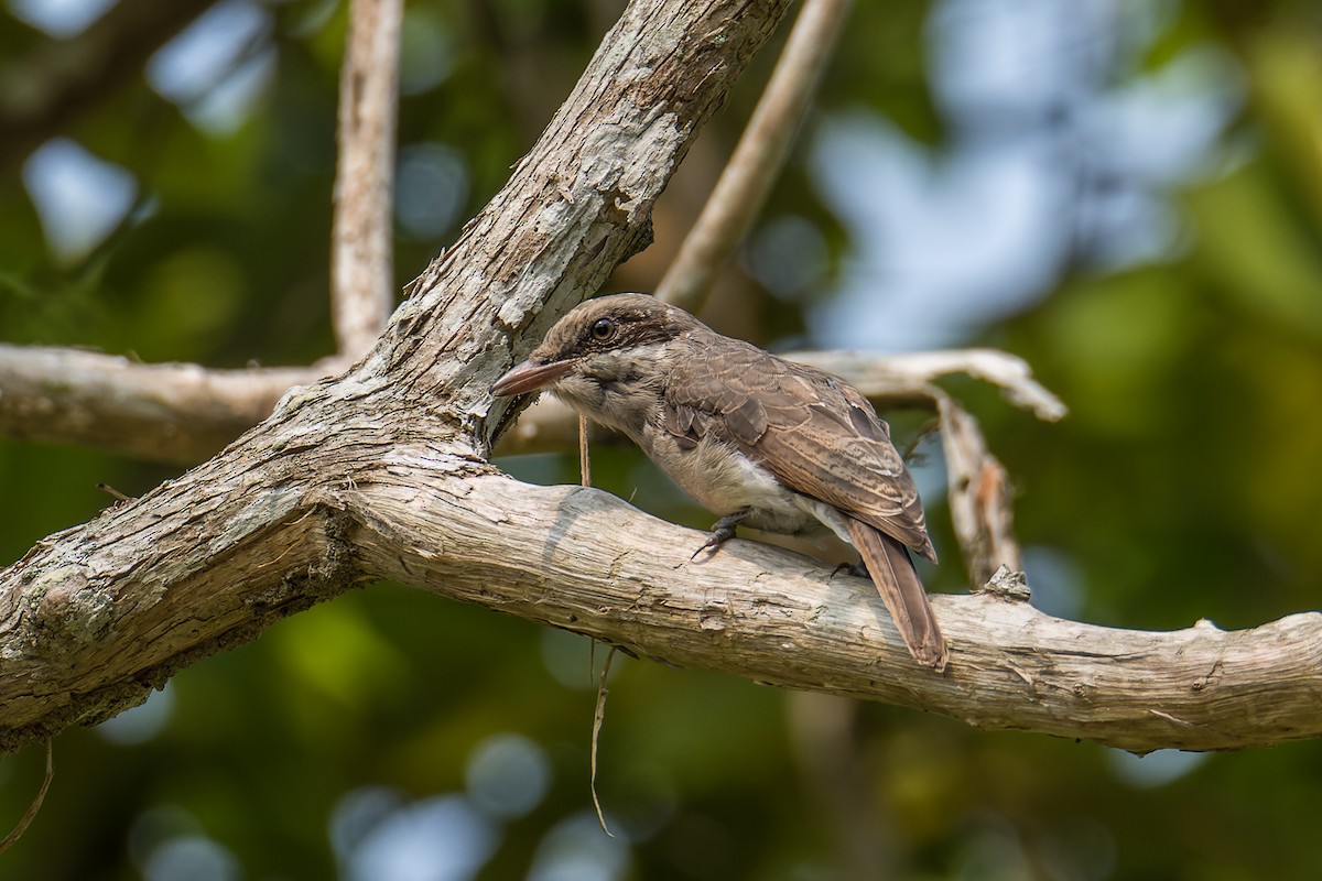 Large Woodshrike - ML434735031