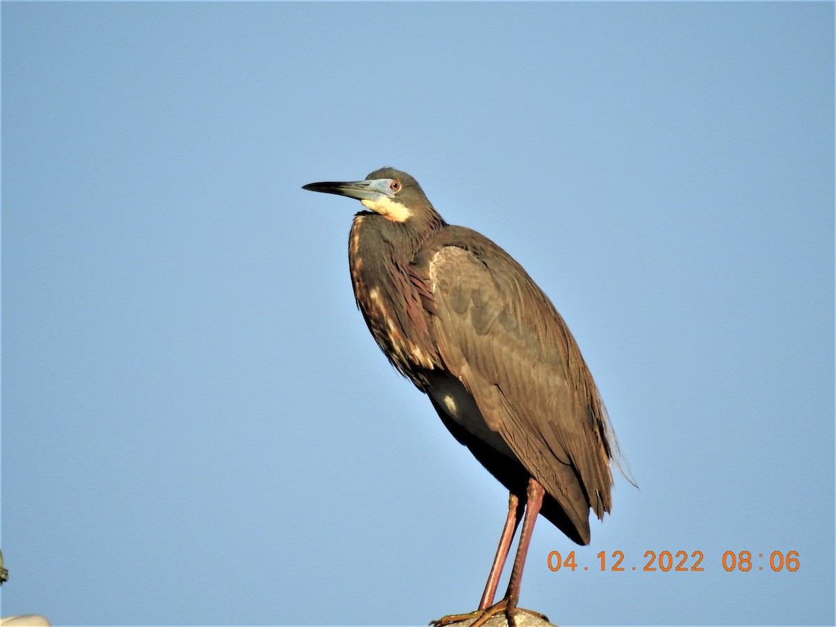 Tricolored Heron - Robert Snow