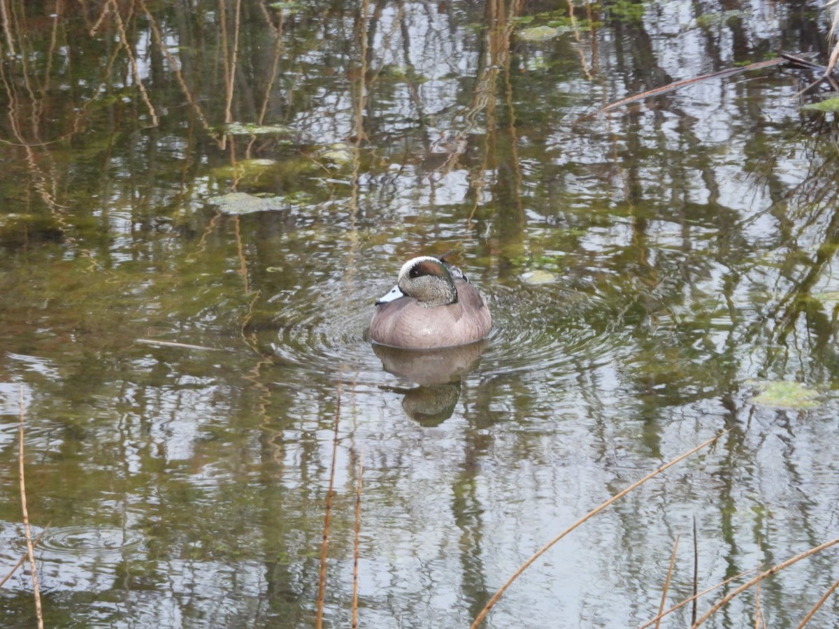 American Wigeon - ML434735251