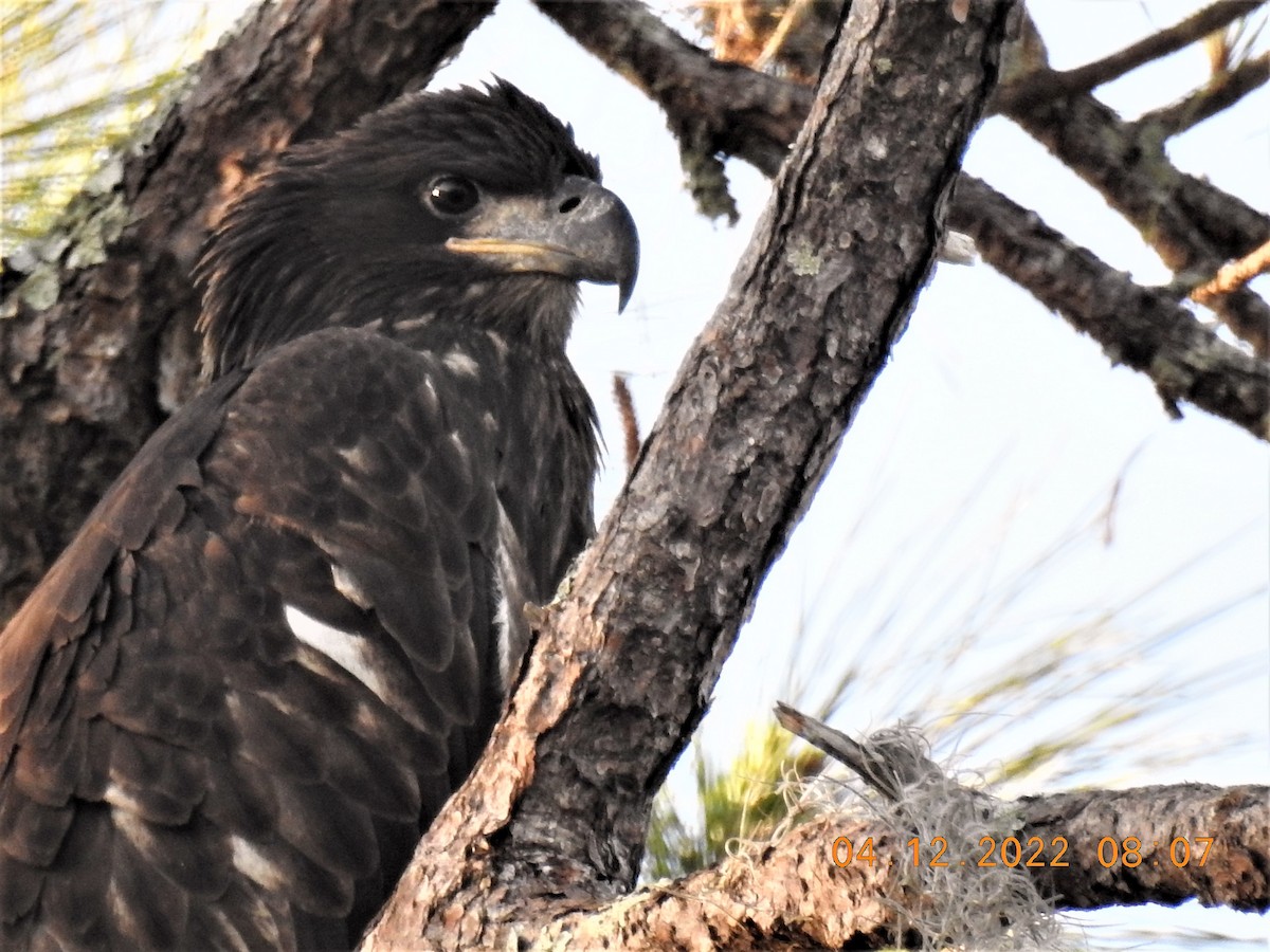 Bald Eagle - ML434735291