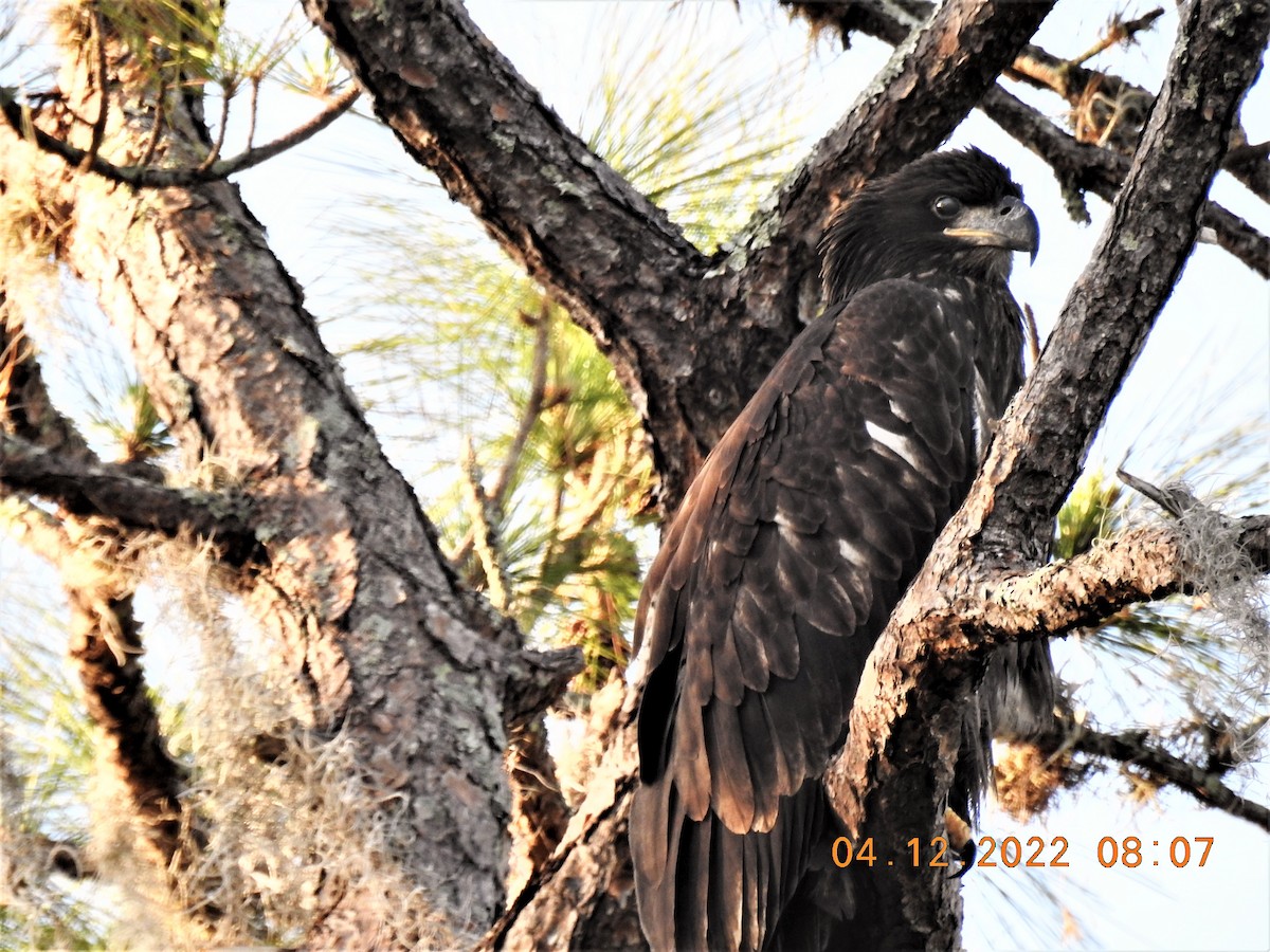 Weißkopf-Seeadler - ML434735331