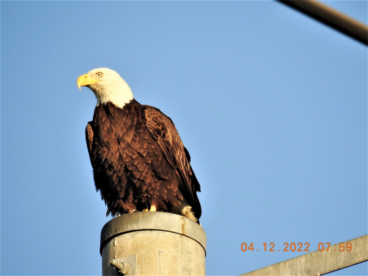 Bald Eagle - Robert Snow