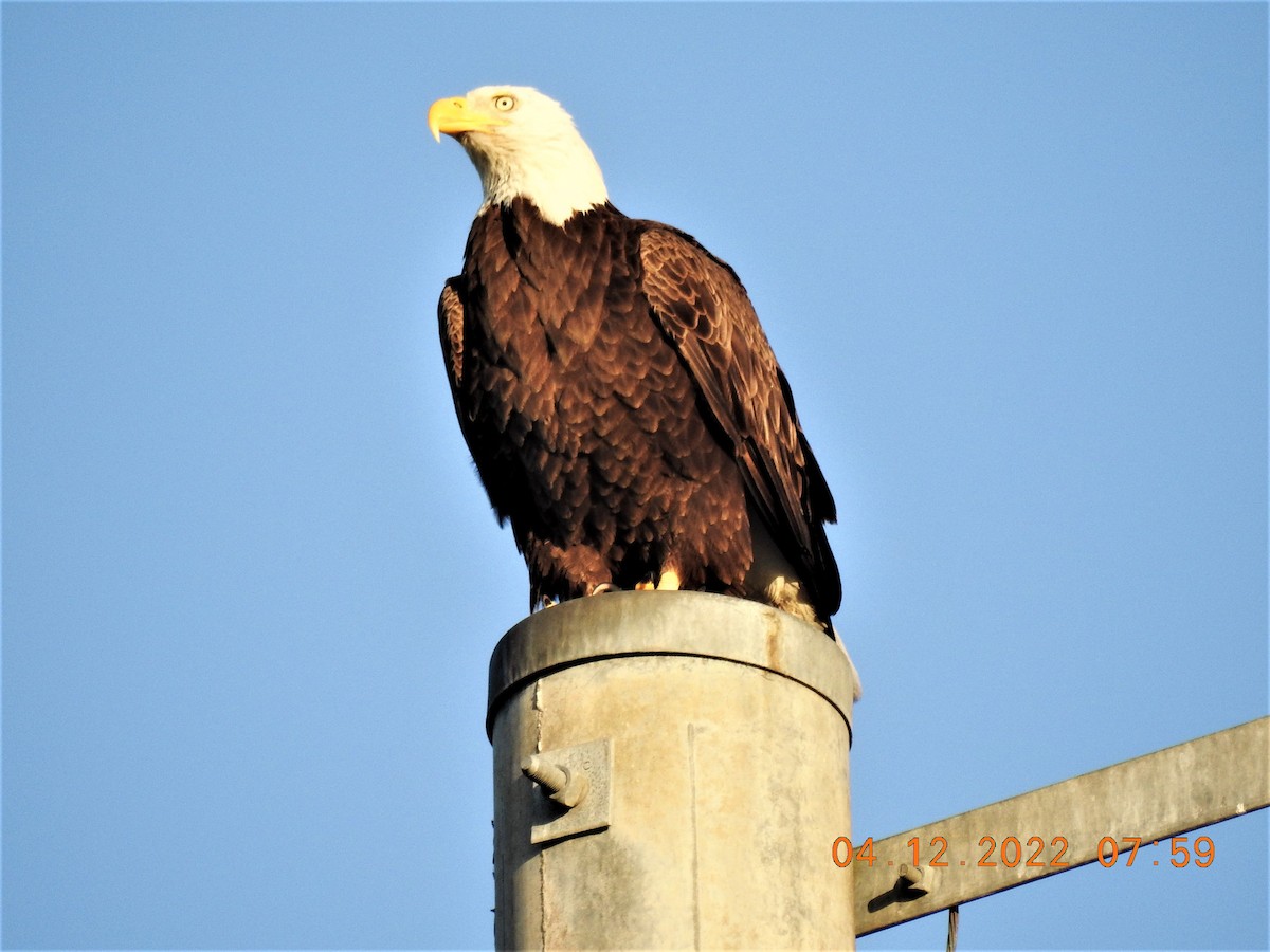 Weißkopf-Seeadler - ML434735471