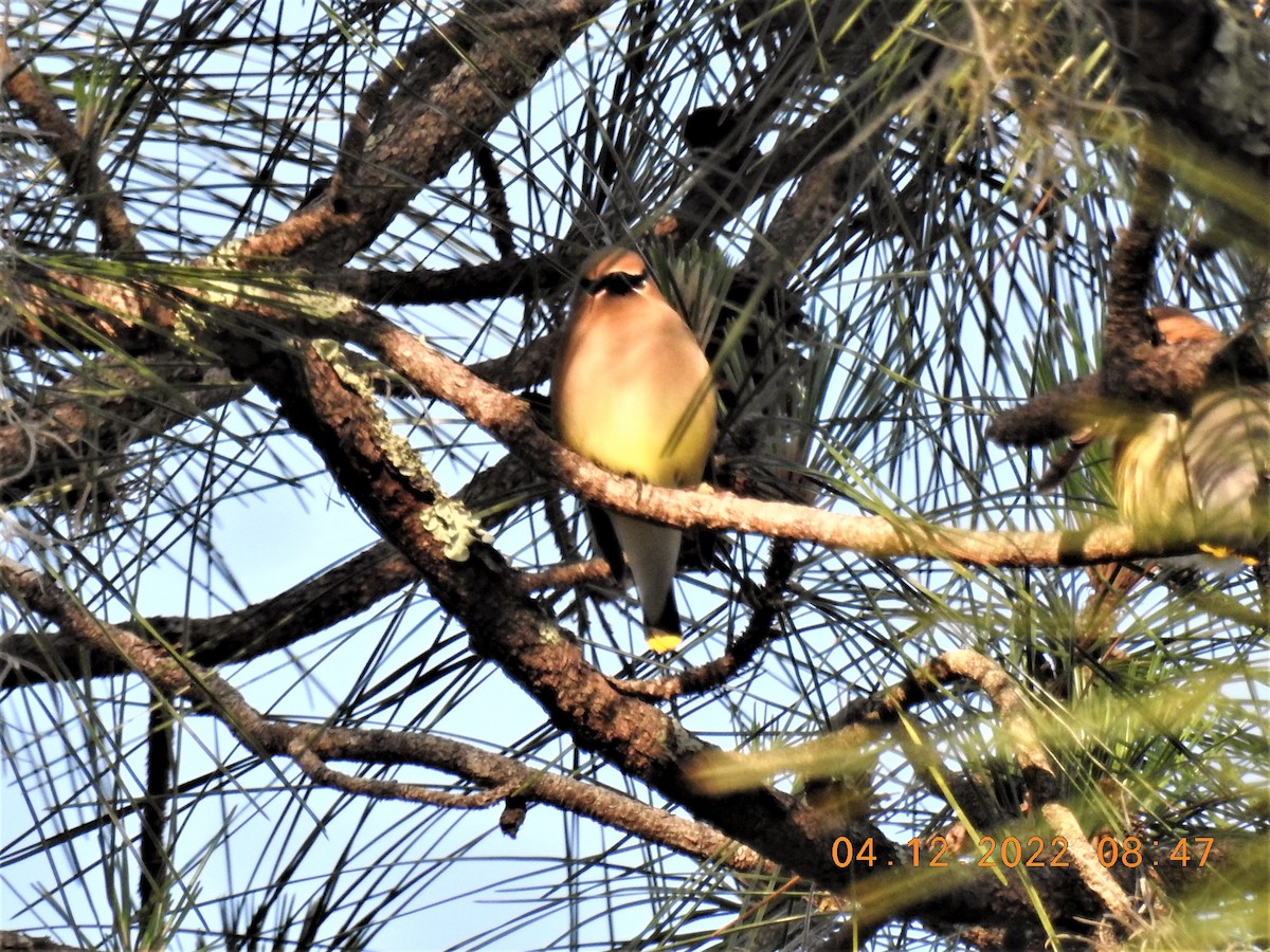 Cedar Waxwing - ML434735611