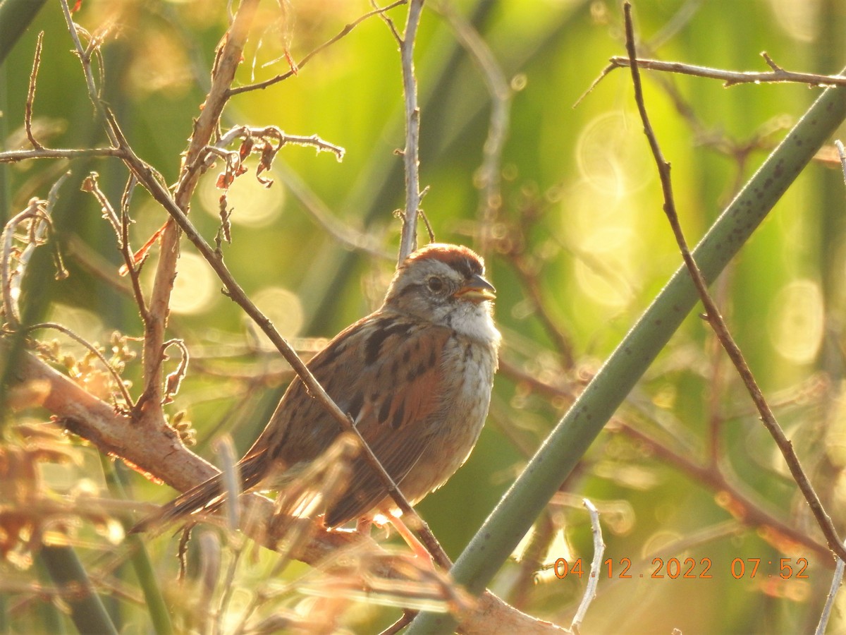 Swamp Sparrow - Robert Snow