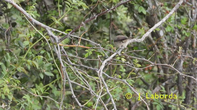 Crested Tit - ML434736311