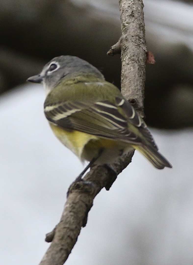 Blue-headed Vireo - ML434737361