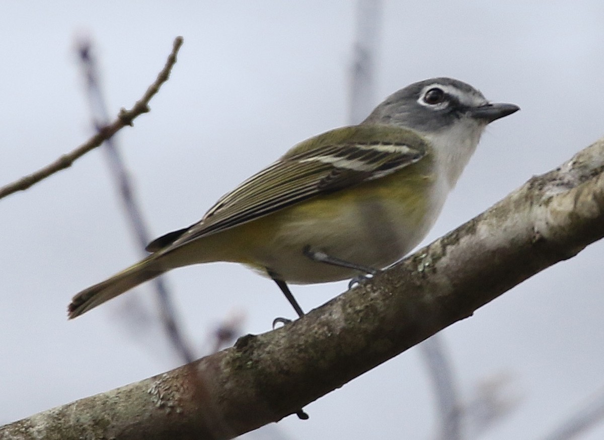 Blue-headed Vireo - ML434737371