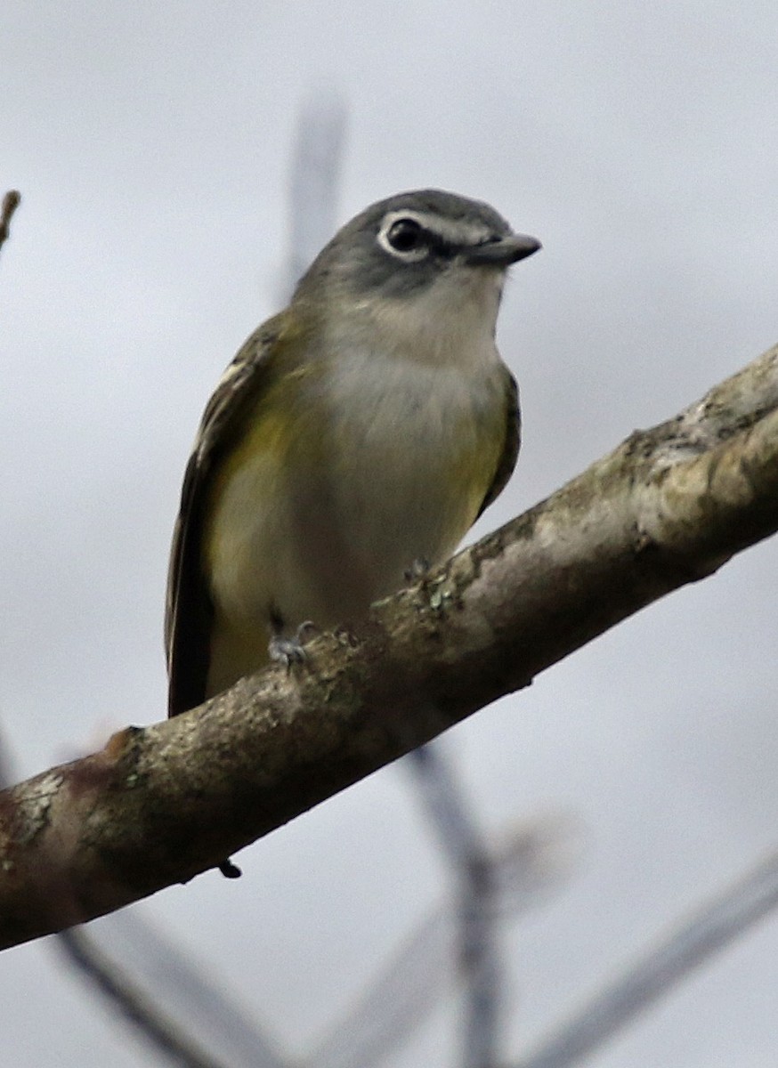 Blue-headed Vireo - ML434737431