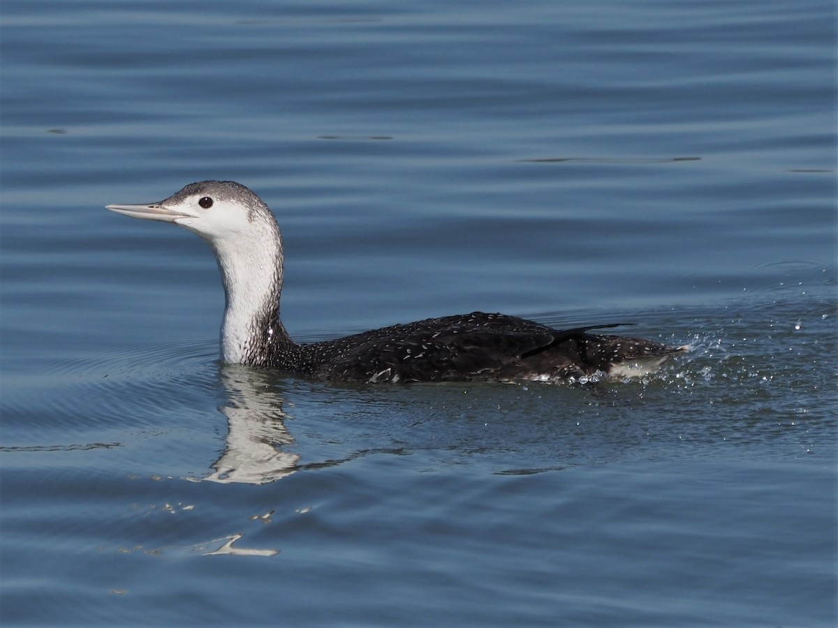 Red-throated Loon - ML434737751