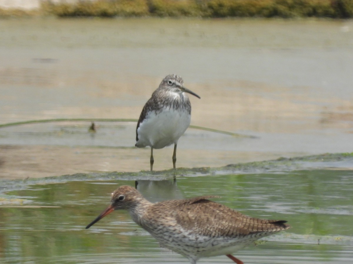 Common Redshank - ML434738351