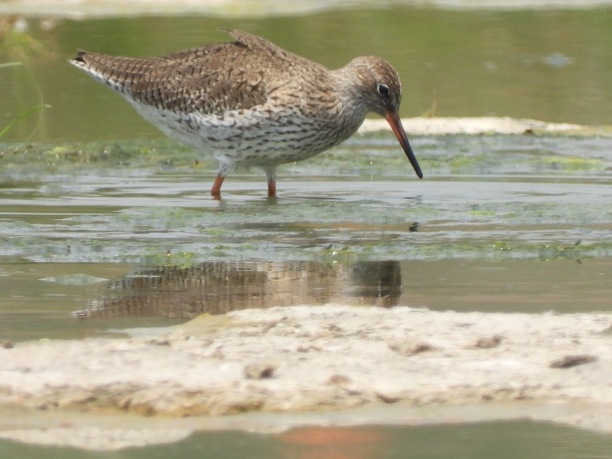 Common Redshank - ML434738361