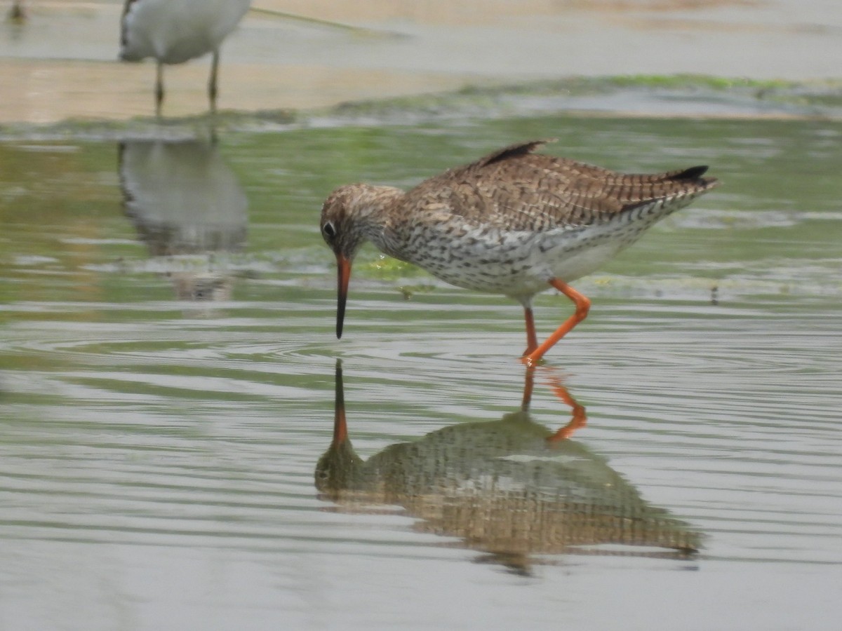 Common Redshank - ML434738371