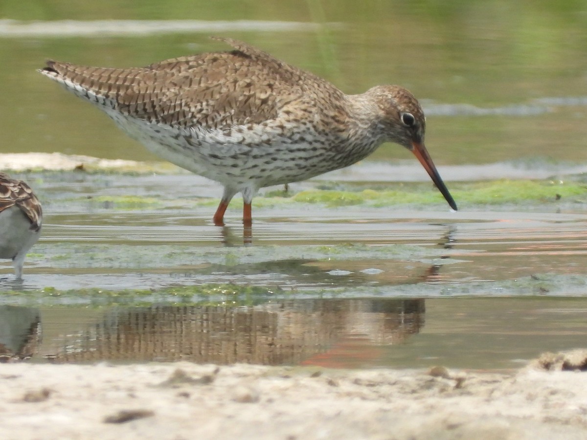 Common Redshank - ML434738381