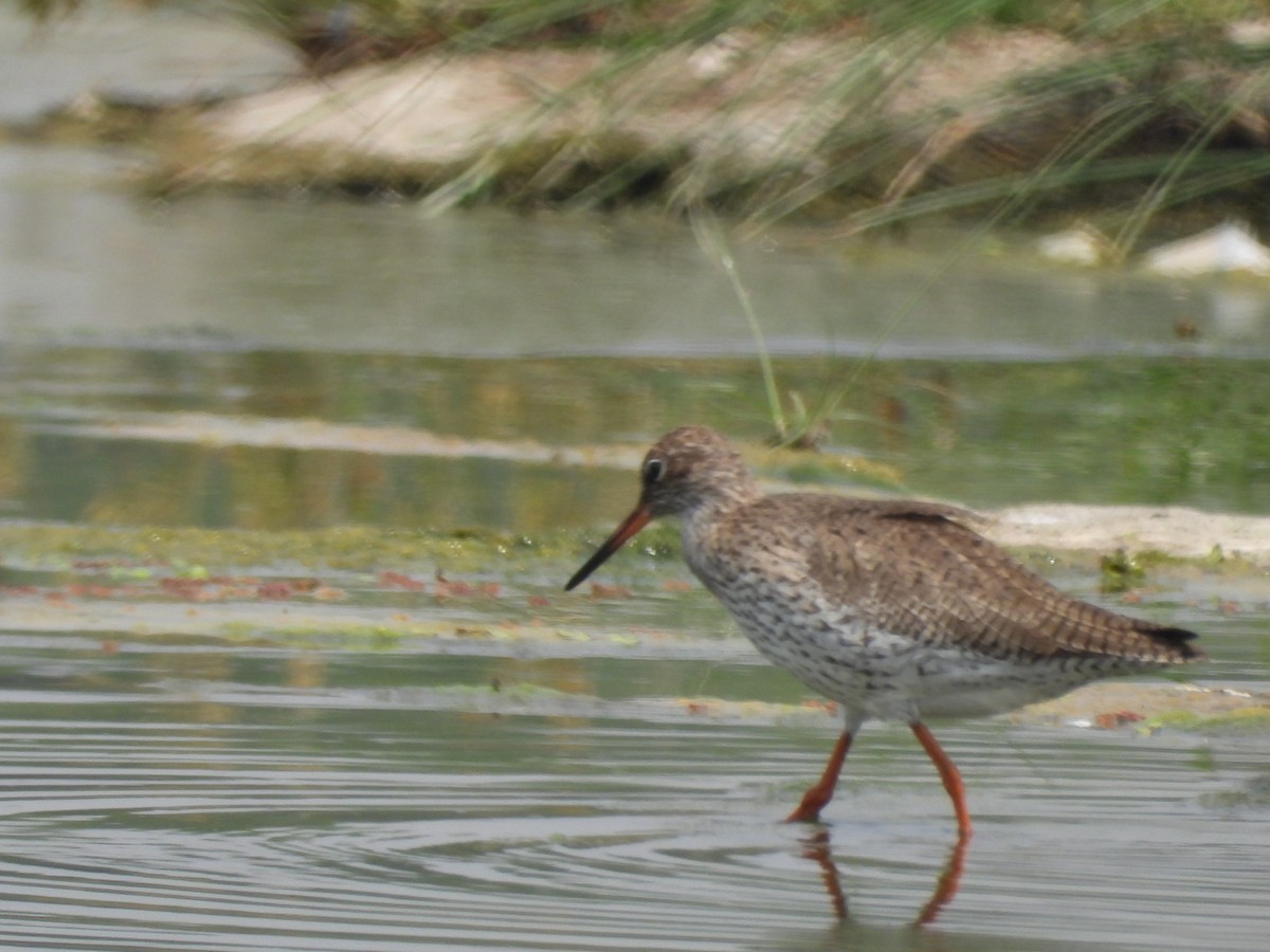 Common Redshank - ML434738391