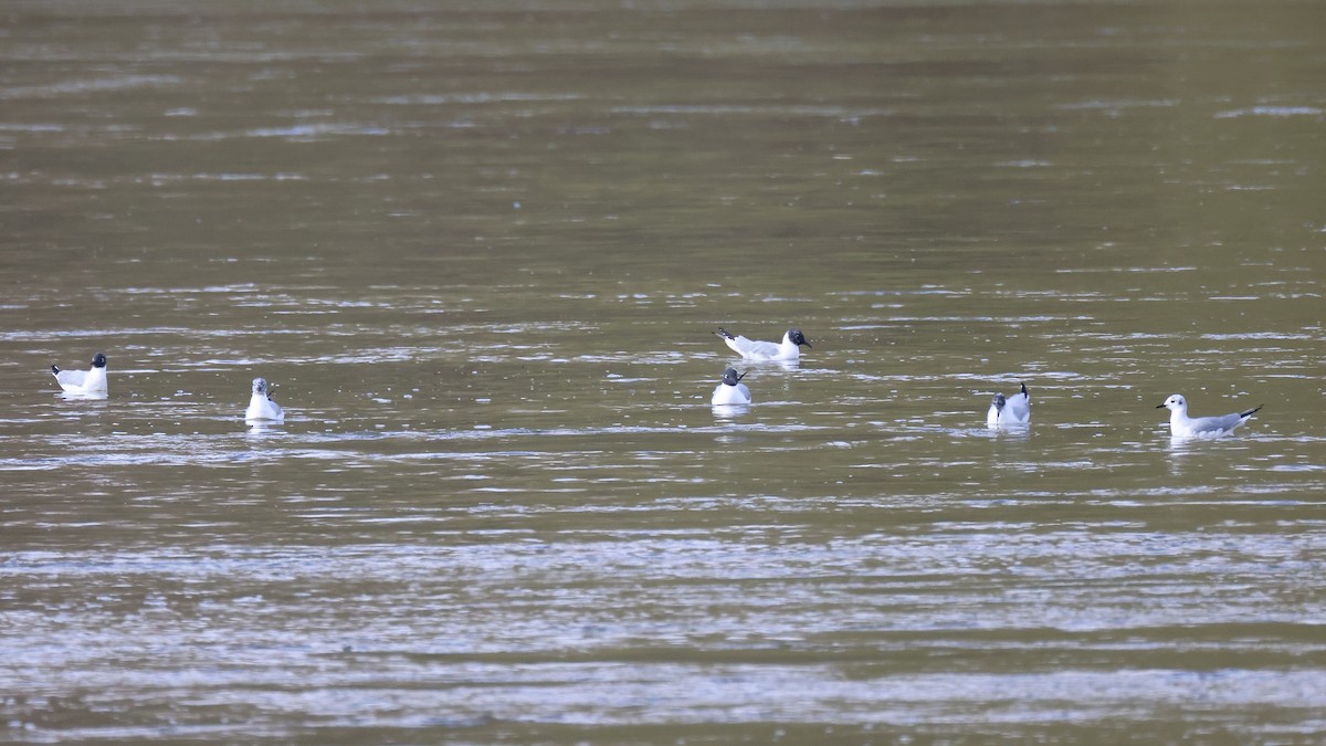 Bonaparte's Gull - Andy Wilson