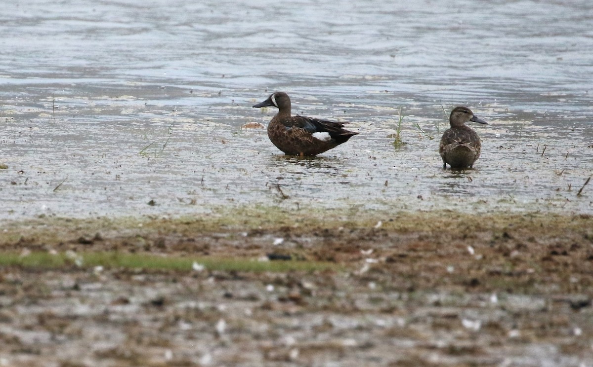 Blue-winged Teal - ML434738731