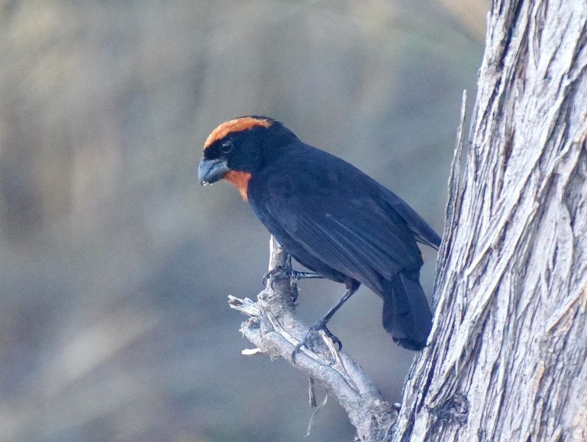 Puerto Rican Bullfinch - Sibylle Hechtel