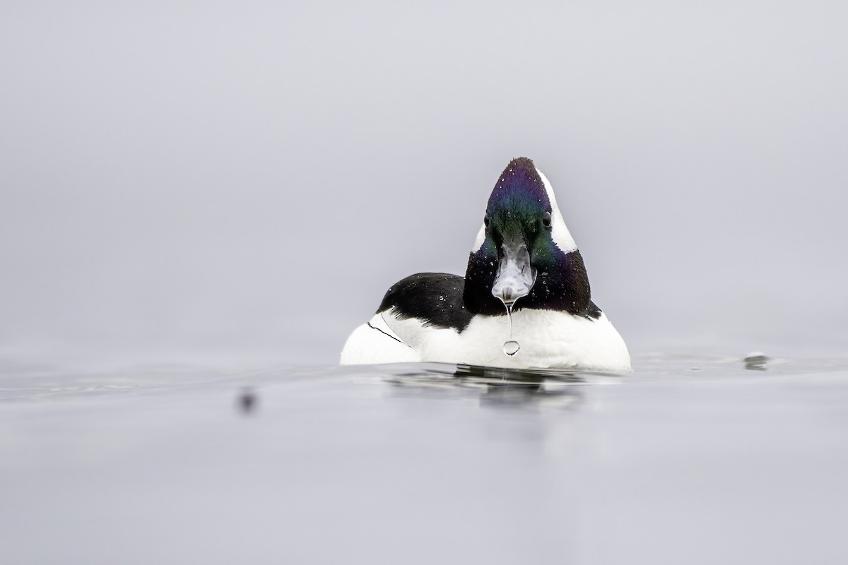 Bufflehead - ML434741761