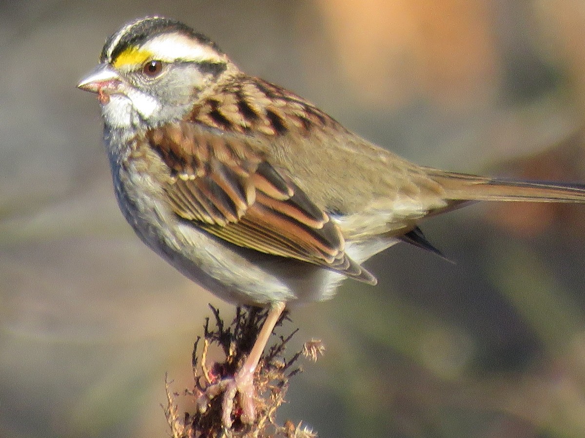 White-throated Sparrow - ML43474301