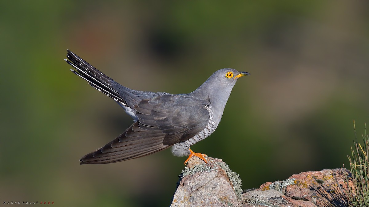 Common Cuckoo - Cenk Polat