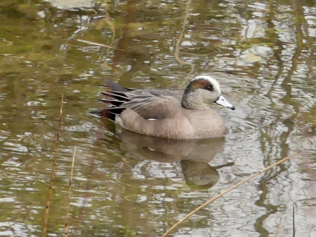 American Wigeon - ML434745211