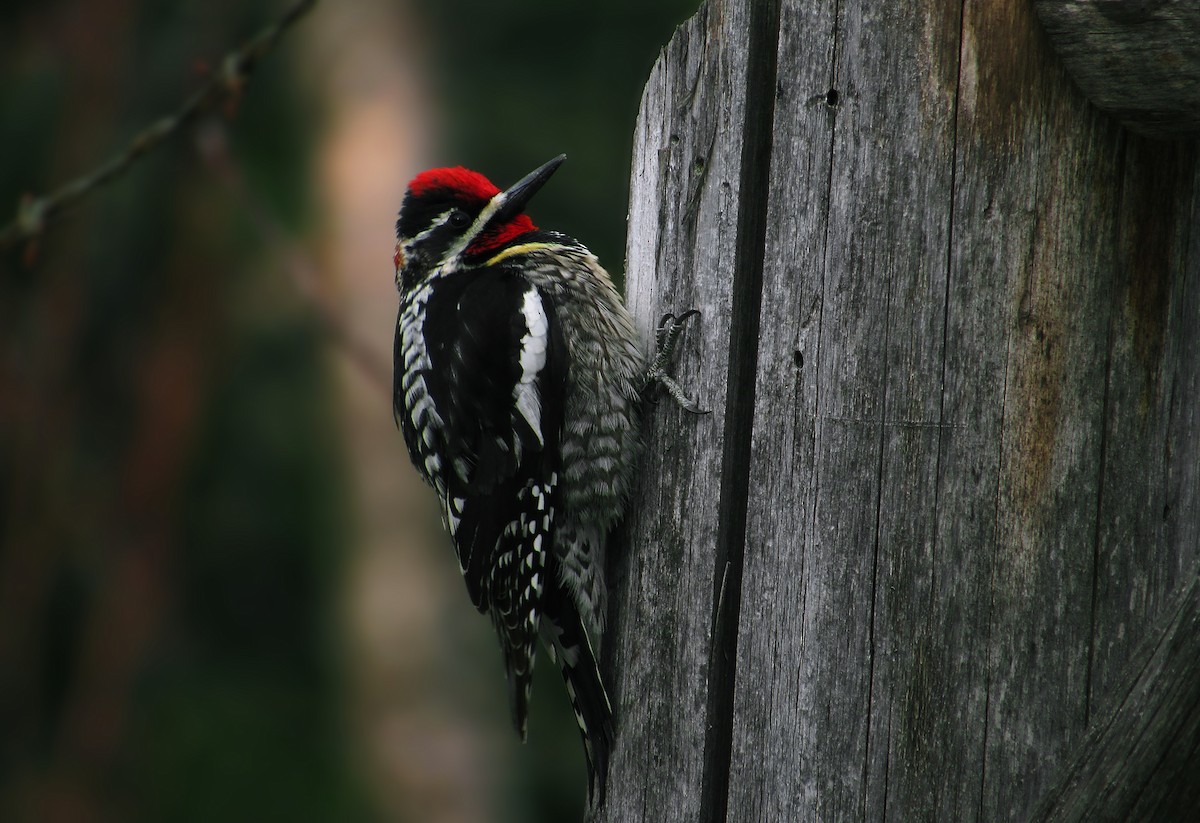 Red-naped Sapsucker - Diana  Roberts