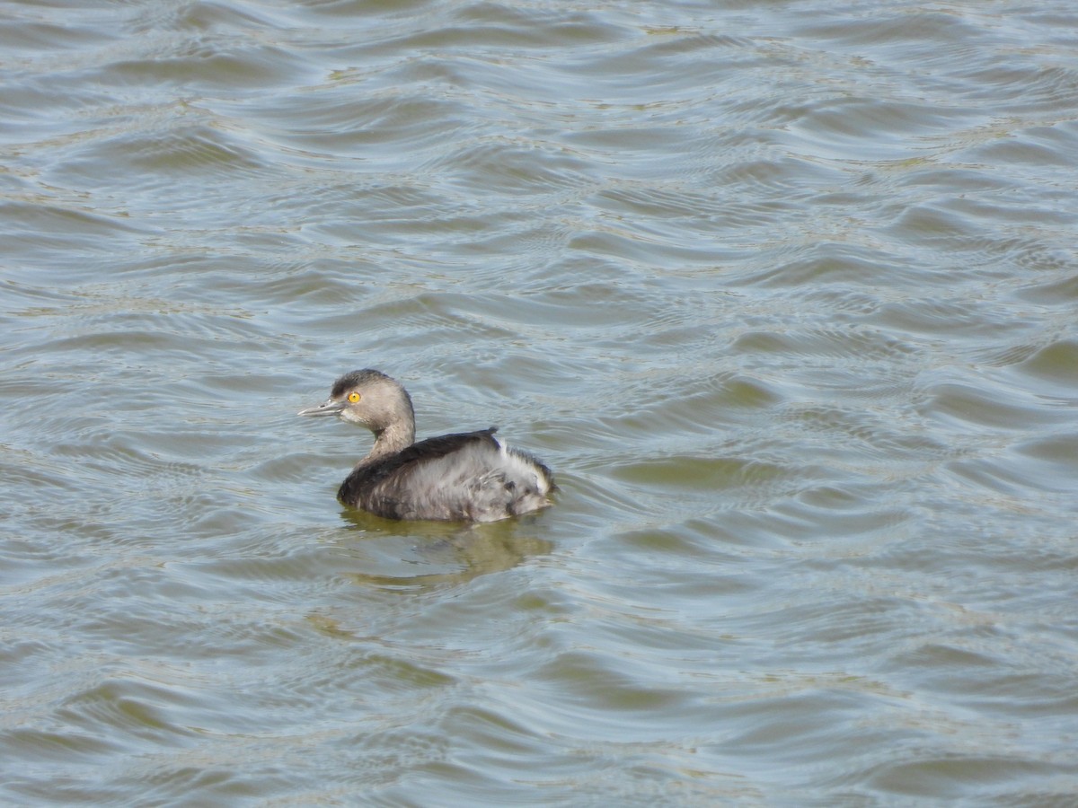 Least Grebe - ML434746551