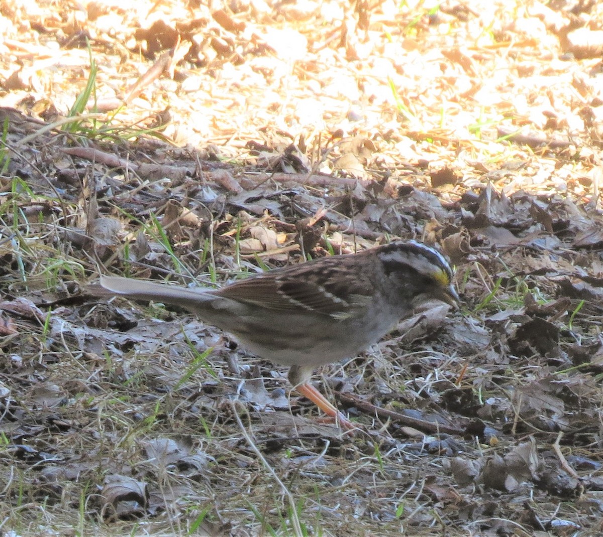 White-throated Sparrow - ML434746661